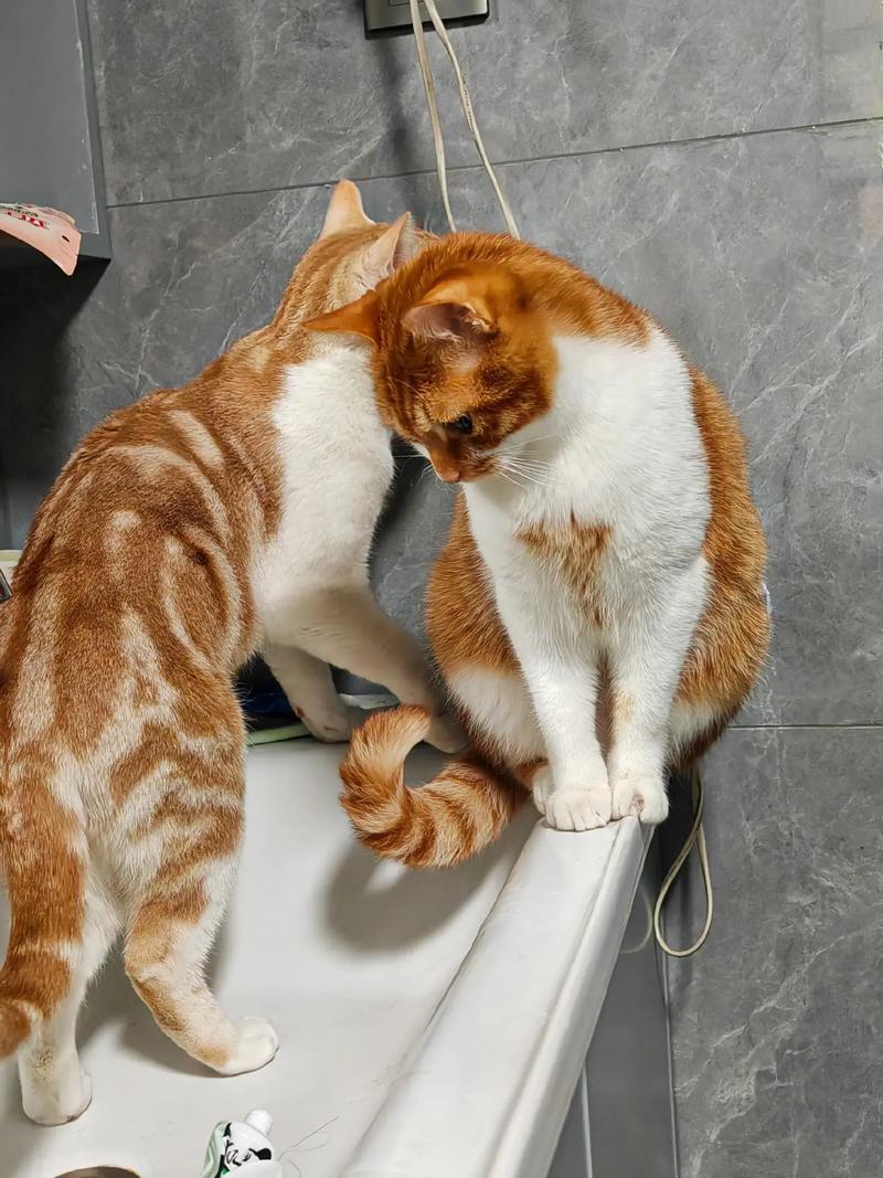 橘猫蹲厕所门口盯着主人实拍