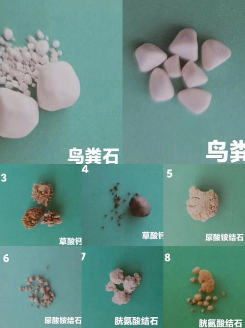 犬猫不同类型结石成分对比实拍图