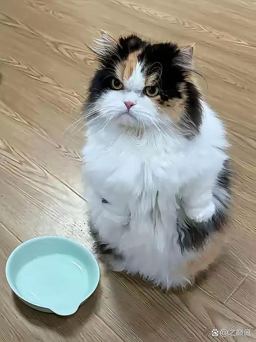 宠物猫使用高脚碗吃饭却把食物叼出碗外的尴尬场景