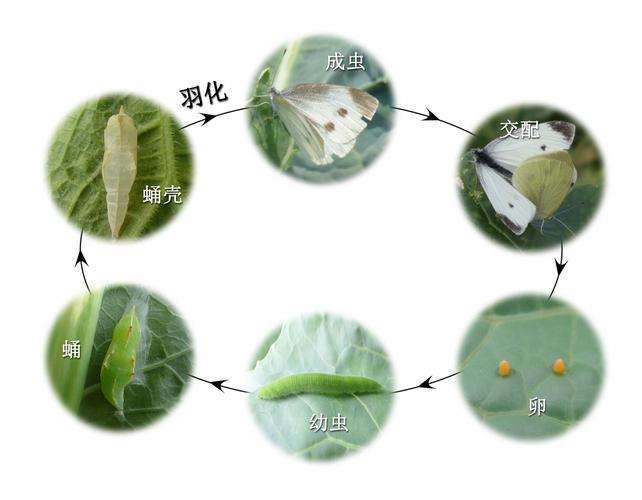昆虫变态发育不同阶段对比示意图