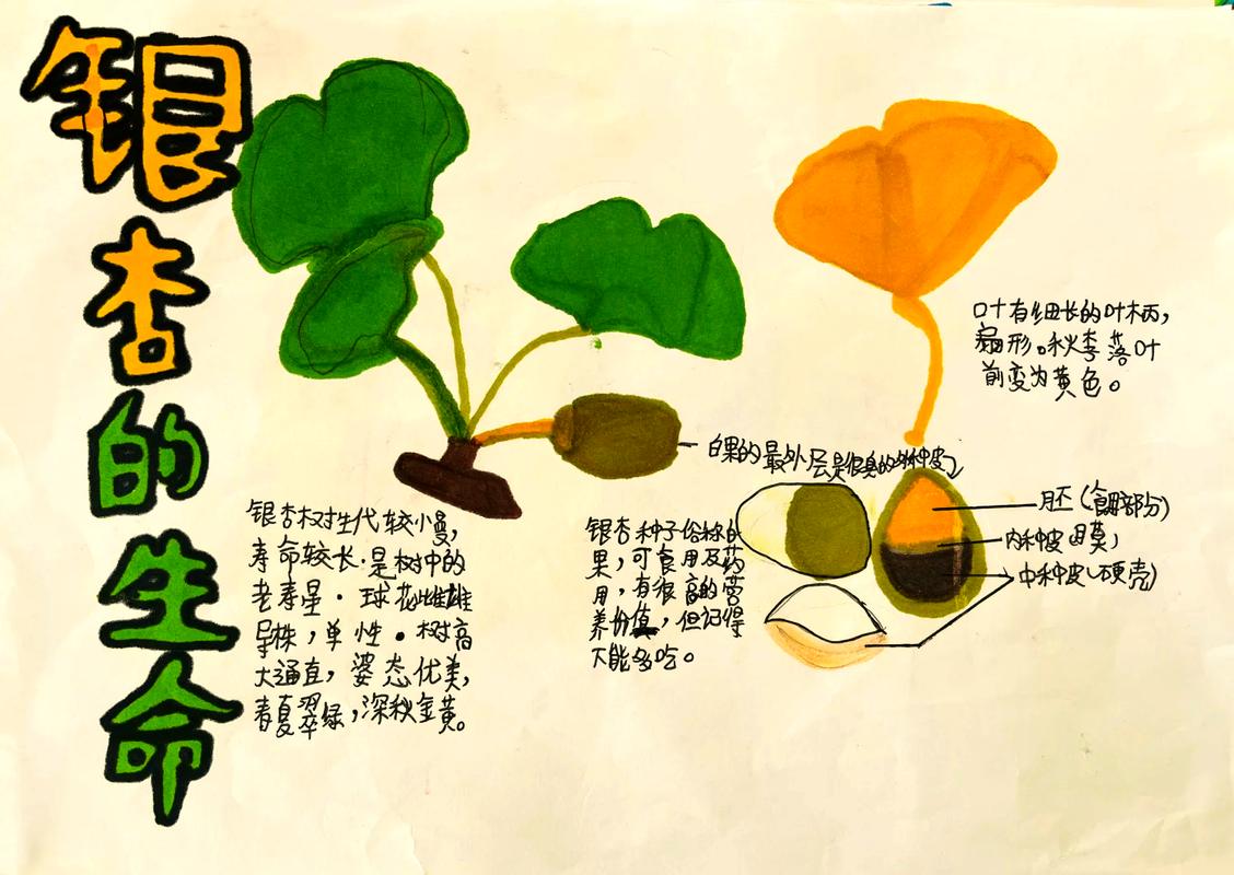 三年级小学生校园树下观察记录落果