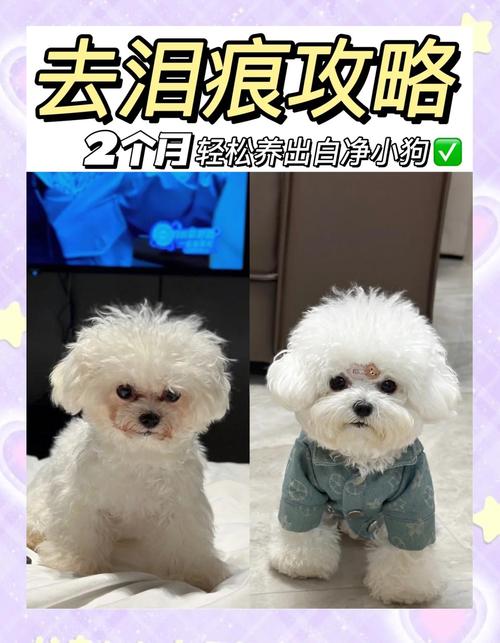 比熊狗狗有泪痕无泪痕脸部对比