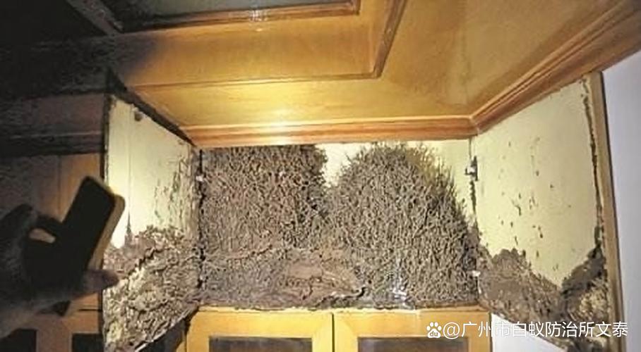文保建筑木质构件白蚁侵蚀现场图
