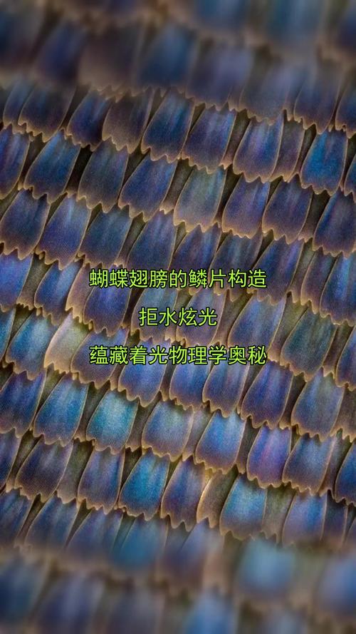 蝴蝶翅膀鳞片微观结构光学干涉示意图