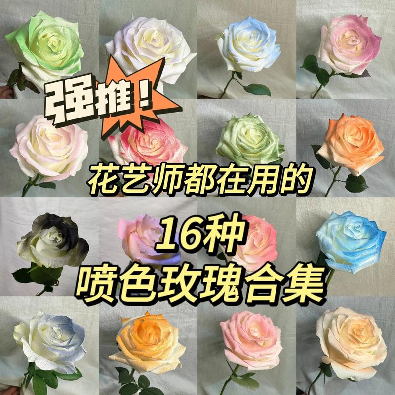 不新鲜的喷色玫瑰与新鲜玫瑰对比实拍