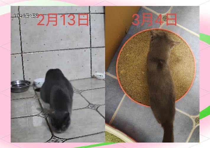 猫传腹治疗前后体重变化记录对比图