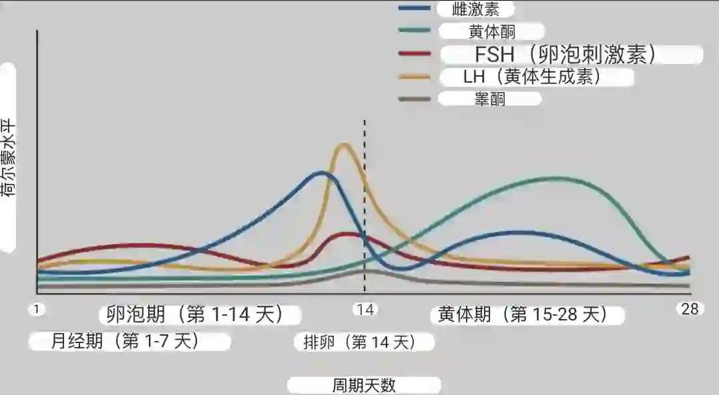 产后女性雌激素波动变化曲线图