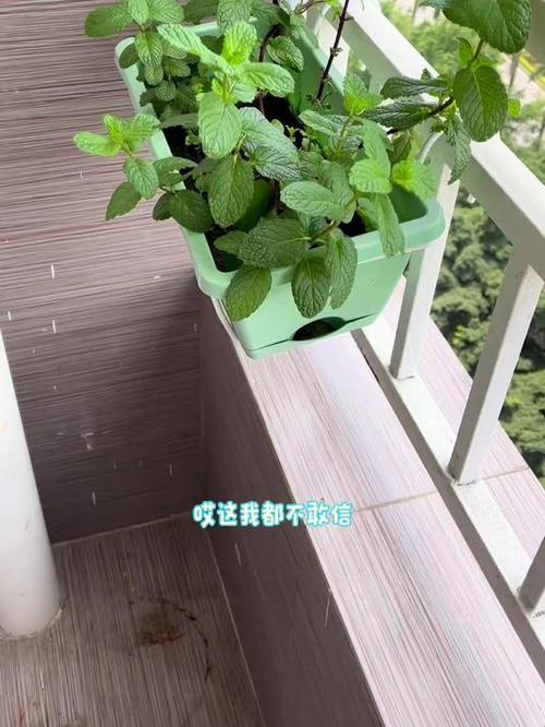 窗台上薄荷盆栽与厨房