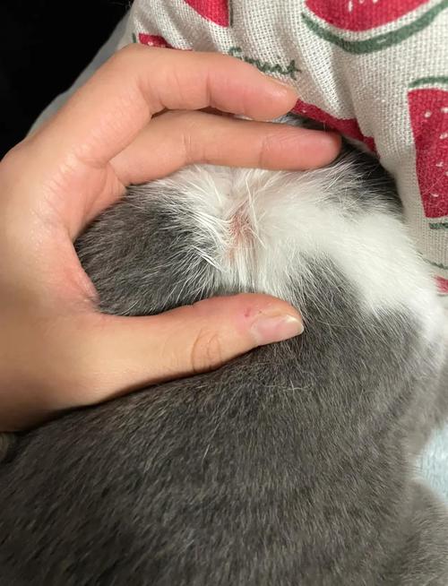 家猫蹭主人鞋底沾带猫藓孢子场景图