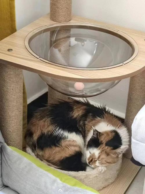 穿绝育服的三花猫趴在猫爬架底层休息