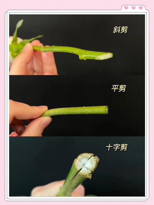 鲜切花插前剪根修叶示意图