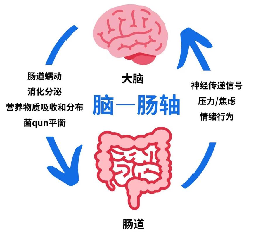 人体脑肠轴相互作用示意图