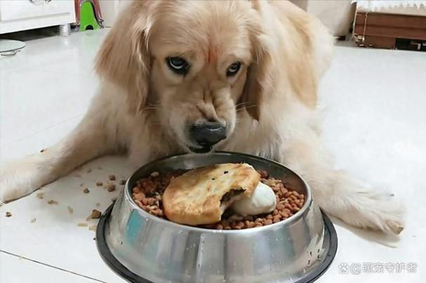狗狗进食时警惕的宠物资源守卫表现