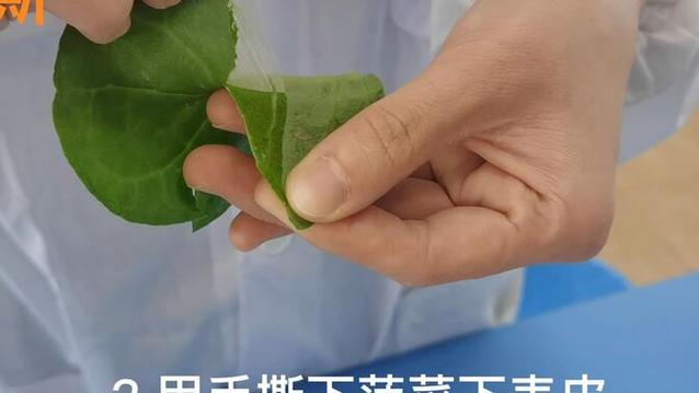 孩子用放大镜观察菠菜叶背面