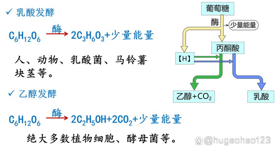 人体无氧呼吸产生乳酸的细胞过程示意图