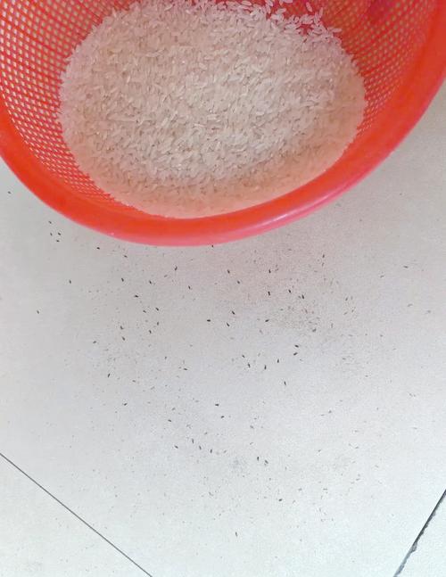 家庭错误暴晒生虫大米的阳台场景图