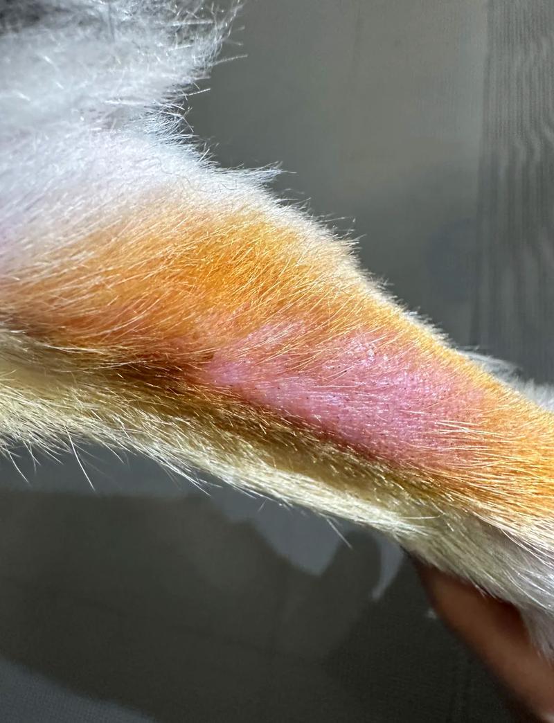 狗狗分离焦虑过度舔爪子局部脱毛图