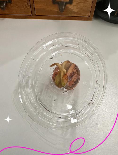 嫩芽的野性与温柔:从泥土到餐桌的生命冲动-因为所以