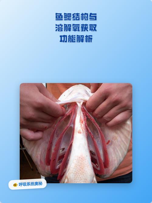 新鲜与不新鲜冰鲜鱼鱼鳃对比图