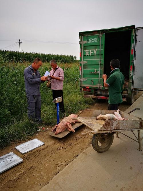 养殖险理赔现场死猪勘查拍照