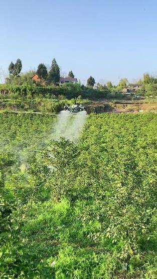 云南柑橘基地农民用手机AI识别病虫害实景