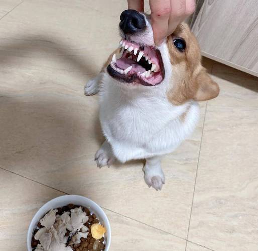 狗狗进食护食龇牙实拍场景