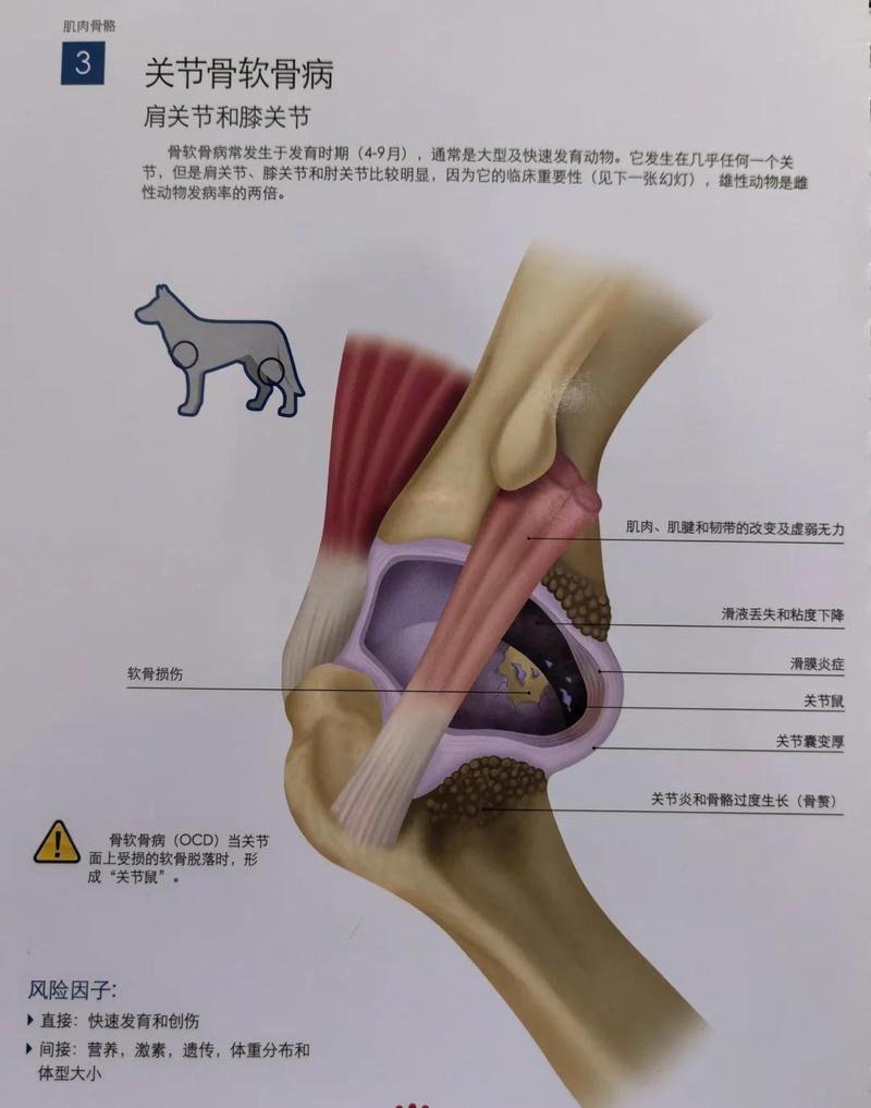宠物骨折错位扎伤软组织示意图