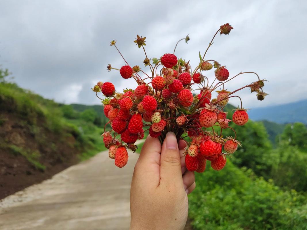 清明节山间坟头的红色野草莓