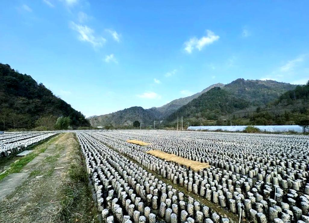 湖北南漳荆山深山椴木南漳黑木耳种植场景
