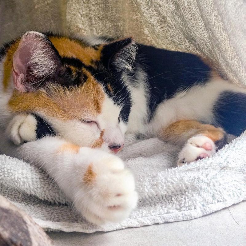 橘猫在毛毯上温柔踩奶特写