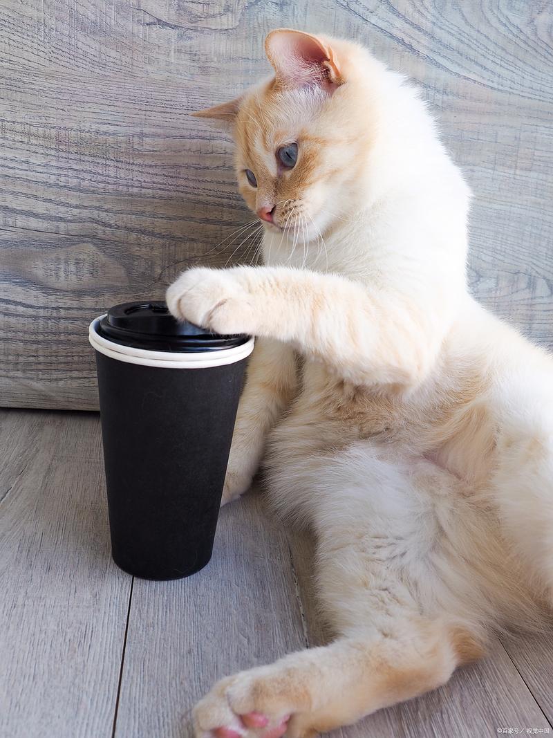 猫咪推玻璃杯下桌的瞬间特写