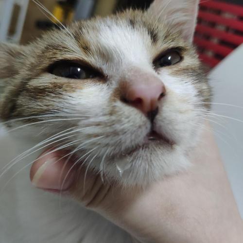 猫下巴沾着透明口水印的近距离特写
