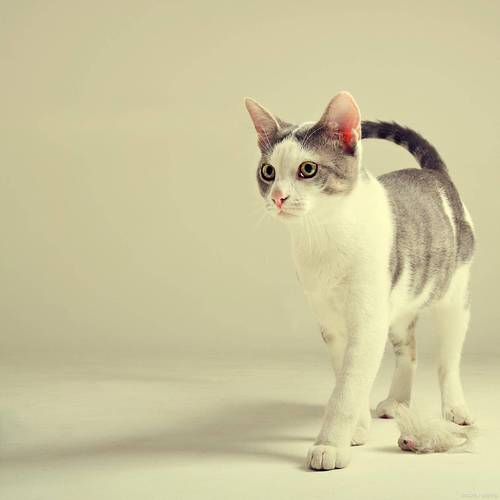 猫咪在墙角做气味标记行为实拍
