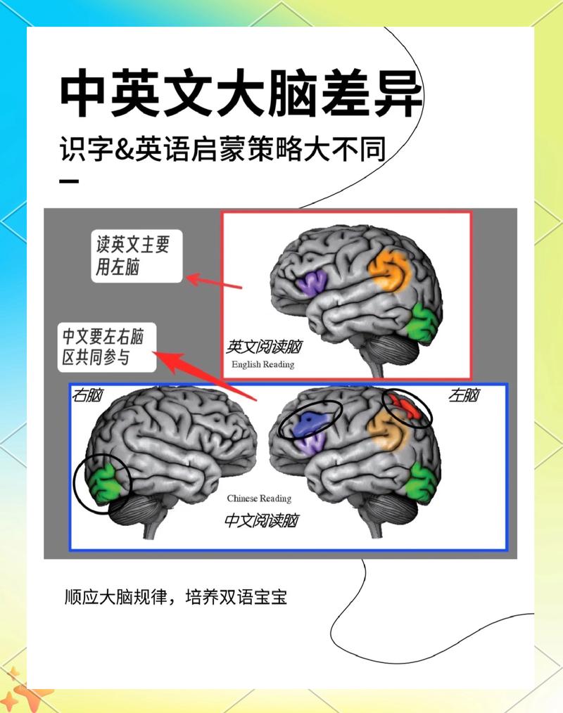 中英翻译导致的脑部功能区激活对比图