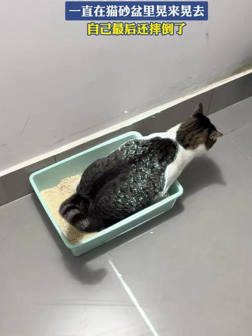 幼猫在猫砂盆外排便被主人批评的真实场景