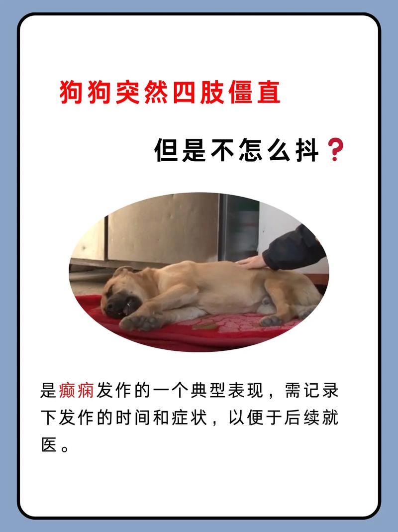 宠物癫痫发作典型表现识别对照表