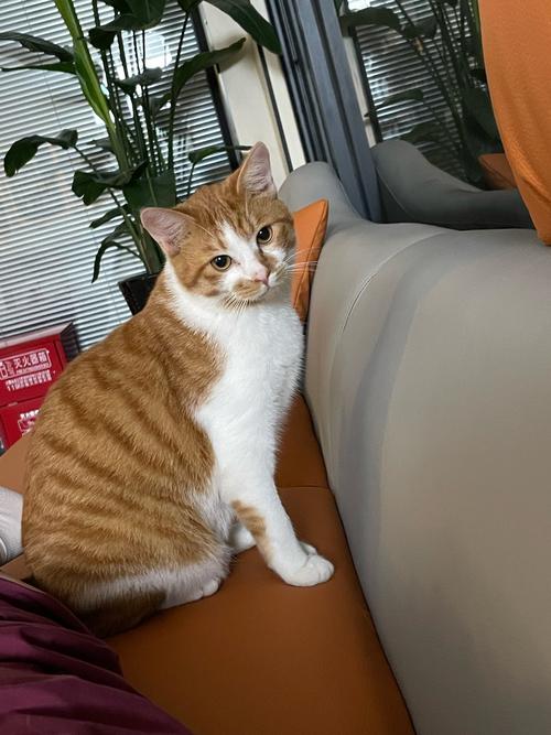 橘猫蹲在客厅沙发边歪头偷看主人