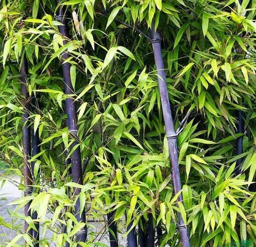 阳台种植紫竹光影交错