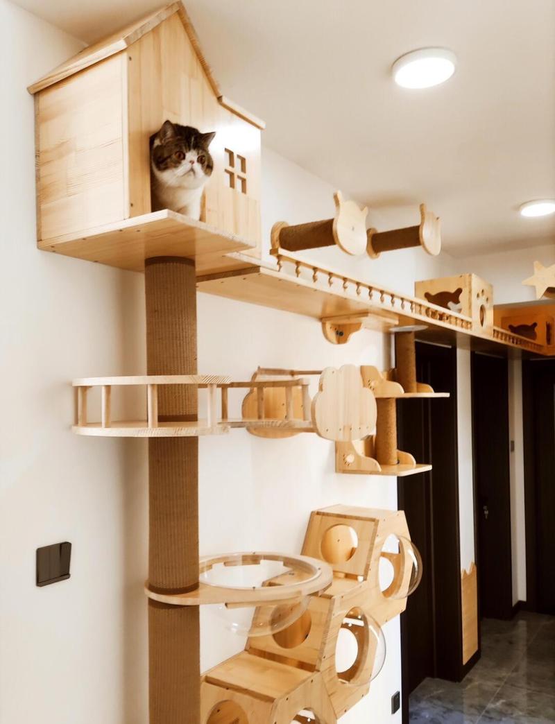 家庭式宠物寄养干净的独立猫房间