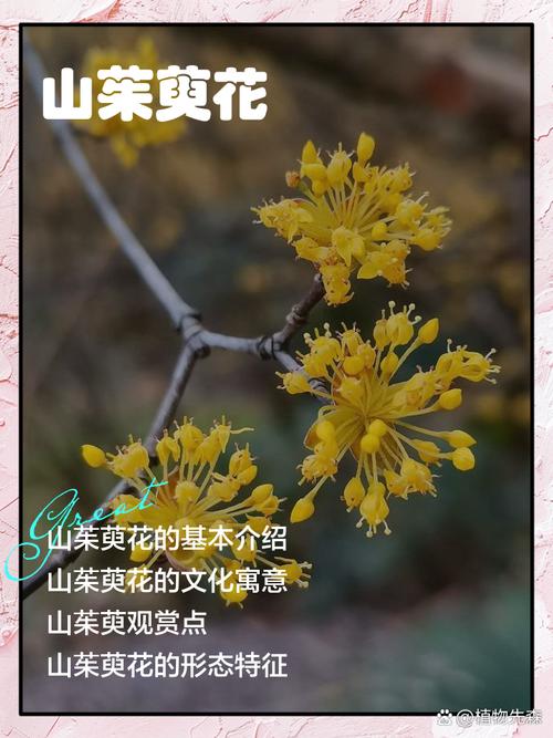南漳薛坪荆山向阳坡连片山茱萸花