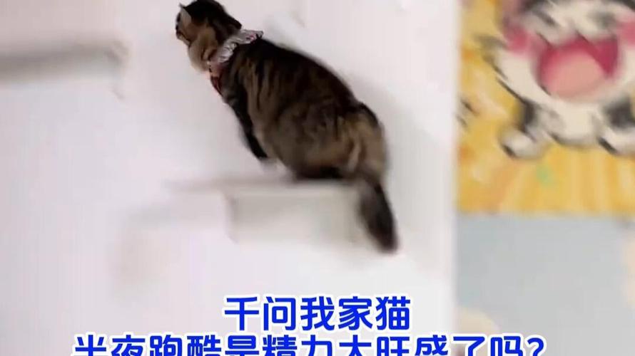 主人错误抱哄受惊躲床底的猫咪