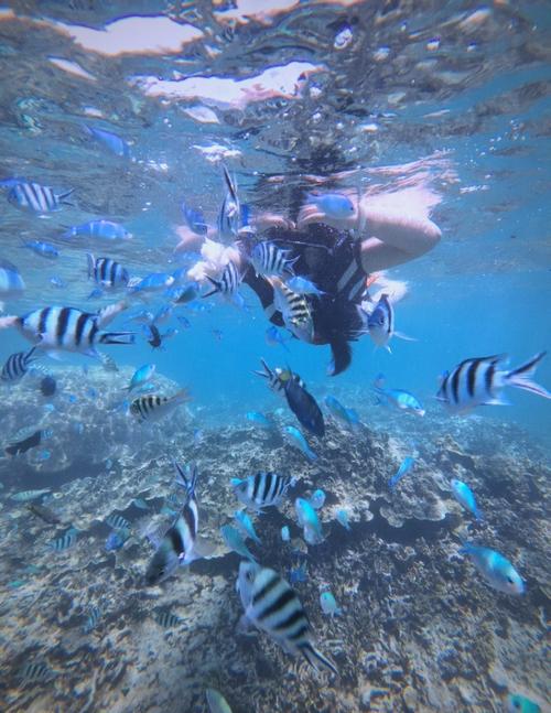 海岛拉客团无人浮潜点真实水下场景图