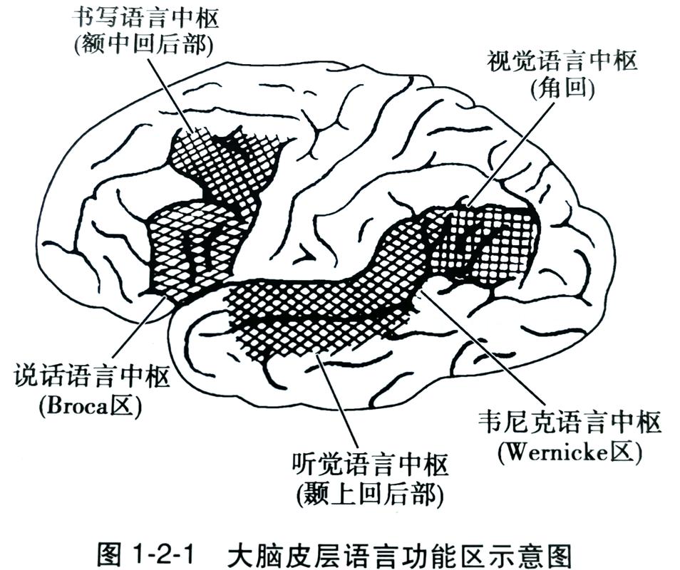 大脑语言中枢中英双语转换示意图