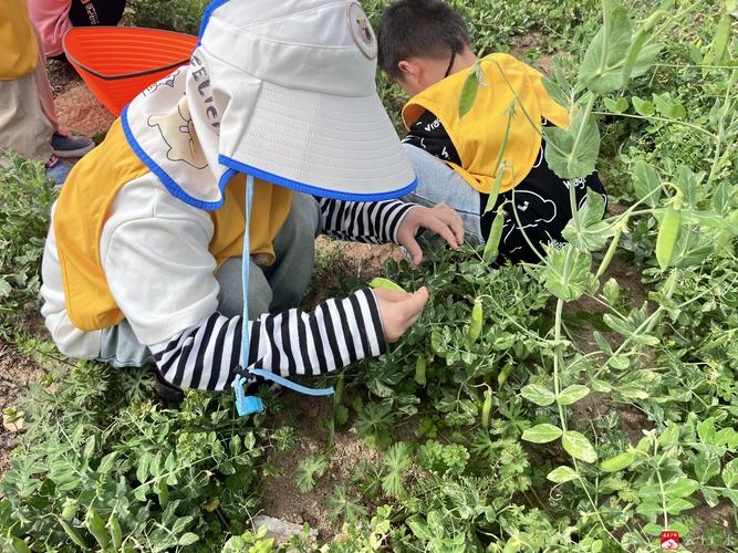 儿童农场采摘蔬菜体验活动照
