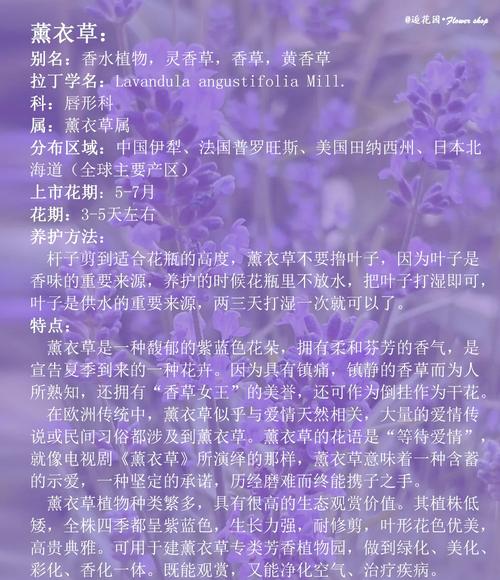 自己种薰衣草?我劝你先冷静