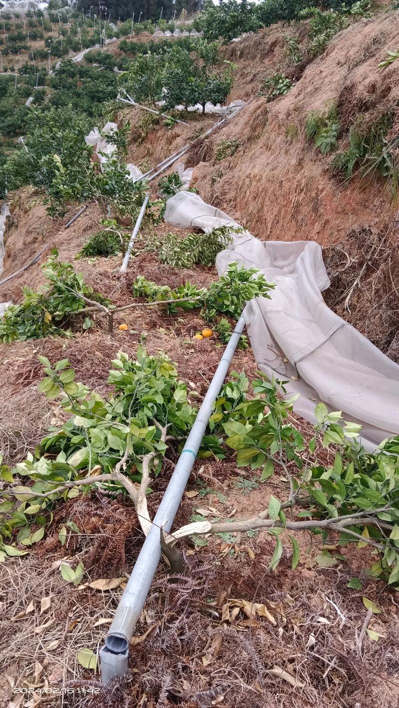 南方丘陵脐橙种植园倒春寒受灾现场
