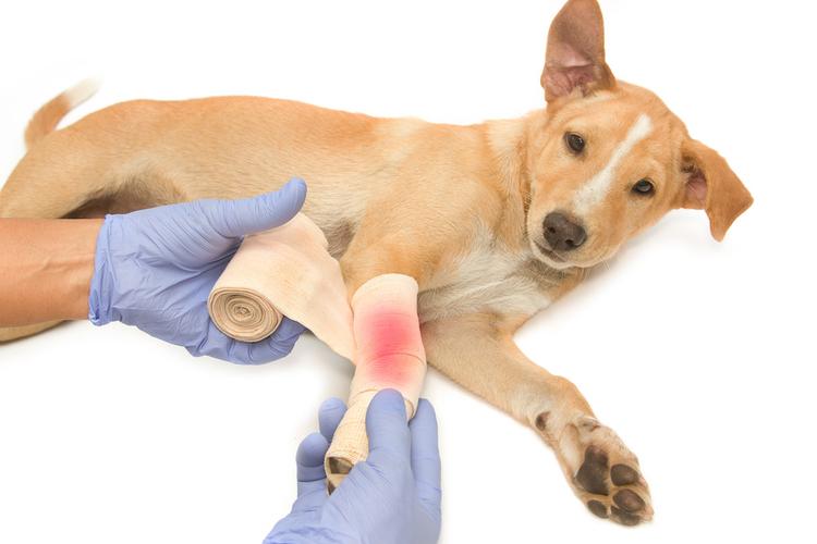 宠物腿部止血包扎实操实拍图