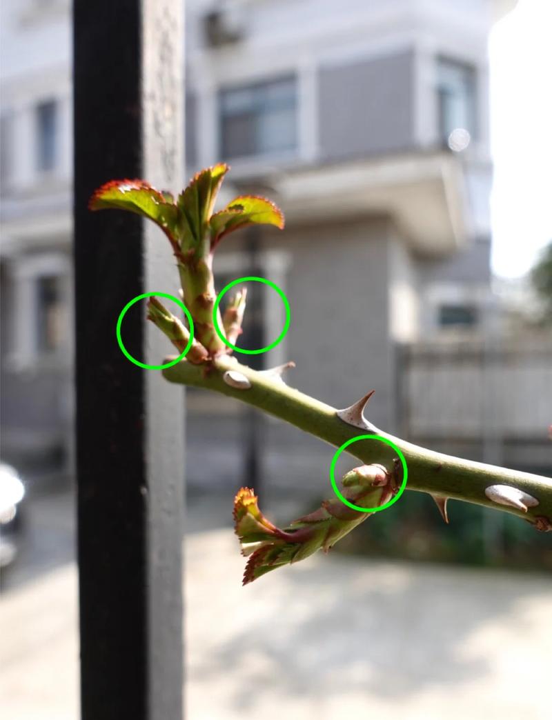 玫瑰:不只是那朵花,还有你想不到的刺-因为所以