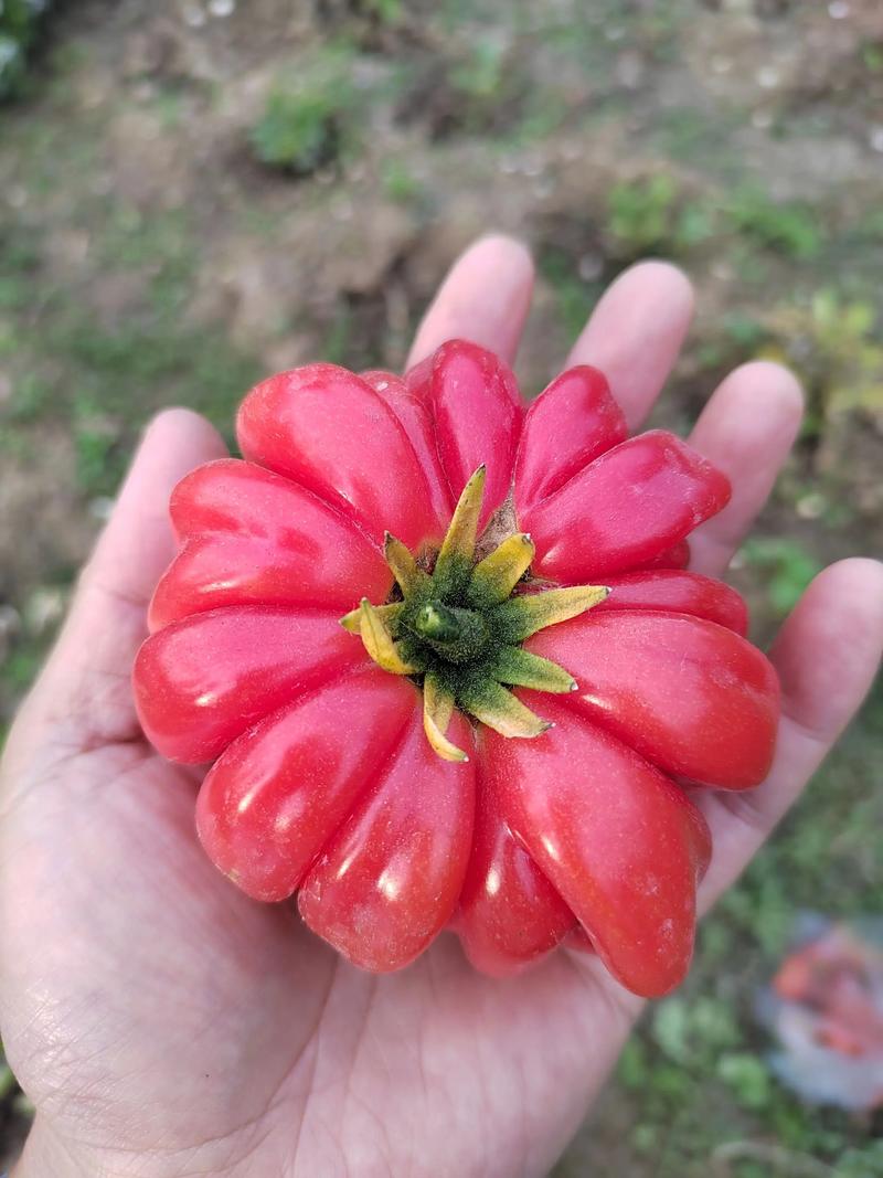 传家宝番茄与菜市场番茄对比实拍图
