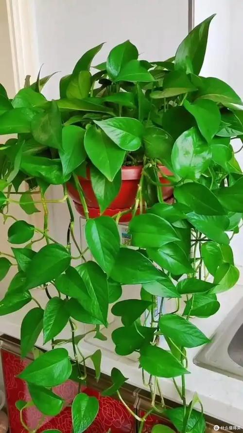 适合卧室放置的耐阴室内绿植实拍